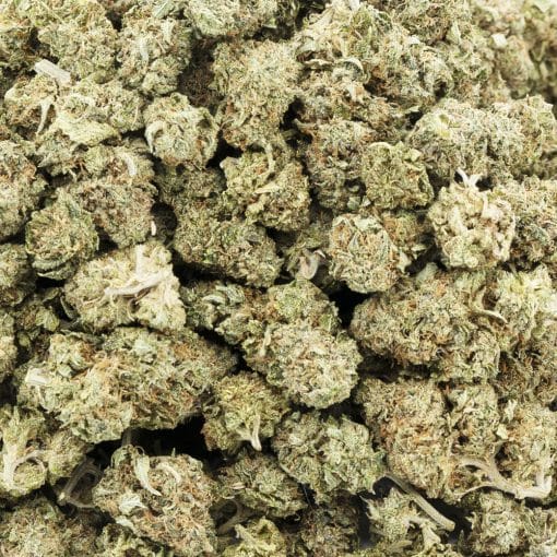 Blue Master AA – Indica
