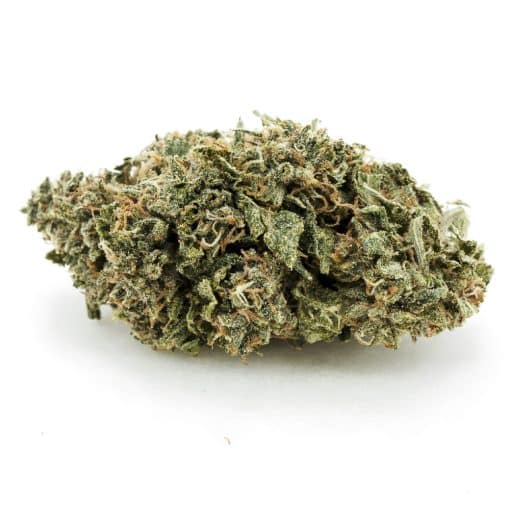 Sugar Baby AA – Indica