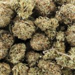 Wholesale - William's Wonder - AA