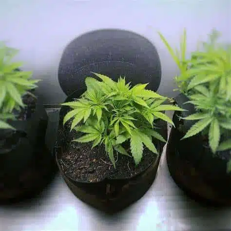 growing weed at home