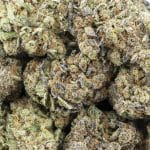 Wholesale - Peach Creme Gelato - Craft