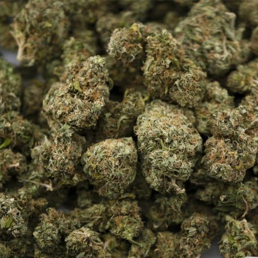 Blueberry Breath - AA