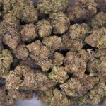 Forbidden Zkittlez Craft - Indica