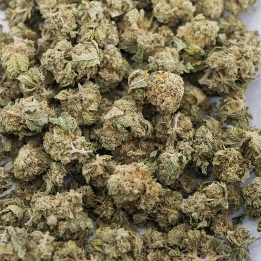 Grape God AA Popcorn - Sativa