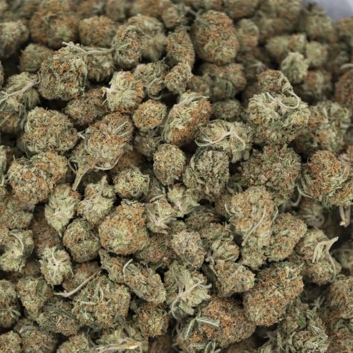Wholesale - Italian Ice - AA