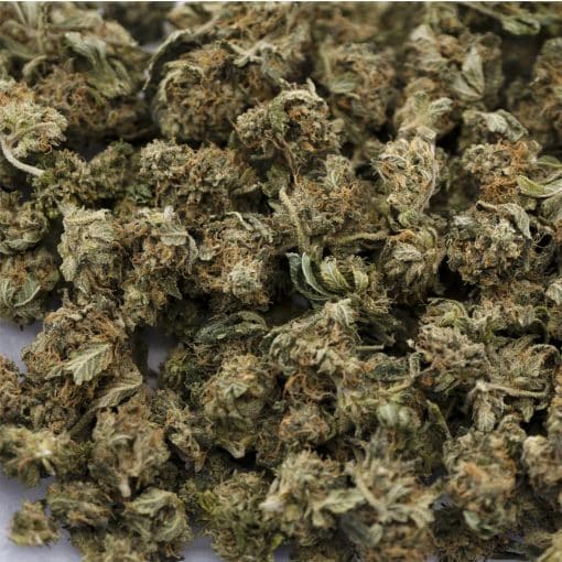 MKU AA Popcorn - Hybrid