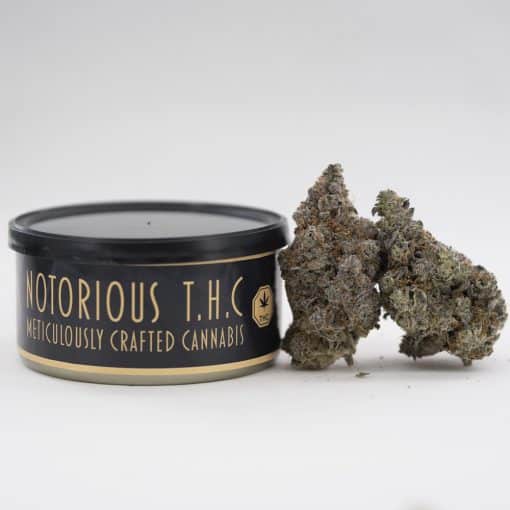 Notorious THC Craft - Grape Candy (7 Grams)