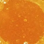 Sauce - Sunny D - Sativa