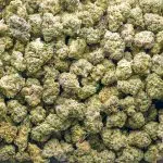 ACDC Cookies AAAA Popcorn - Hybrid