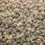 Purple Berry AAA Popcorn - Indica