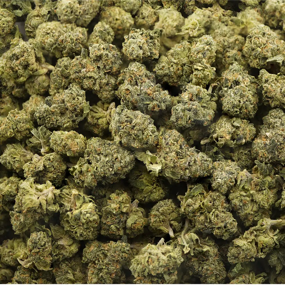 buy-weed-online-dispensary-greyberry-aaa-popcorn-wholesale