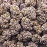 Banana Cream Pie AA - Indica - Image 3