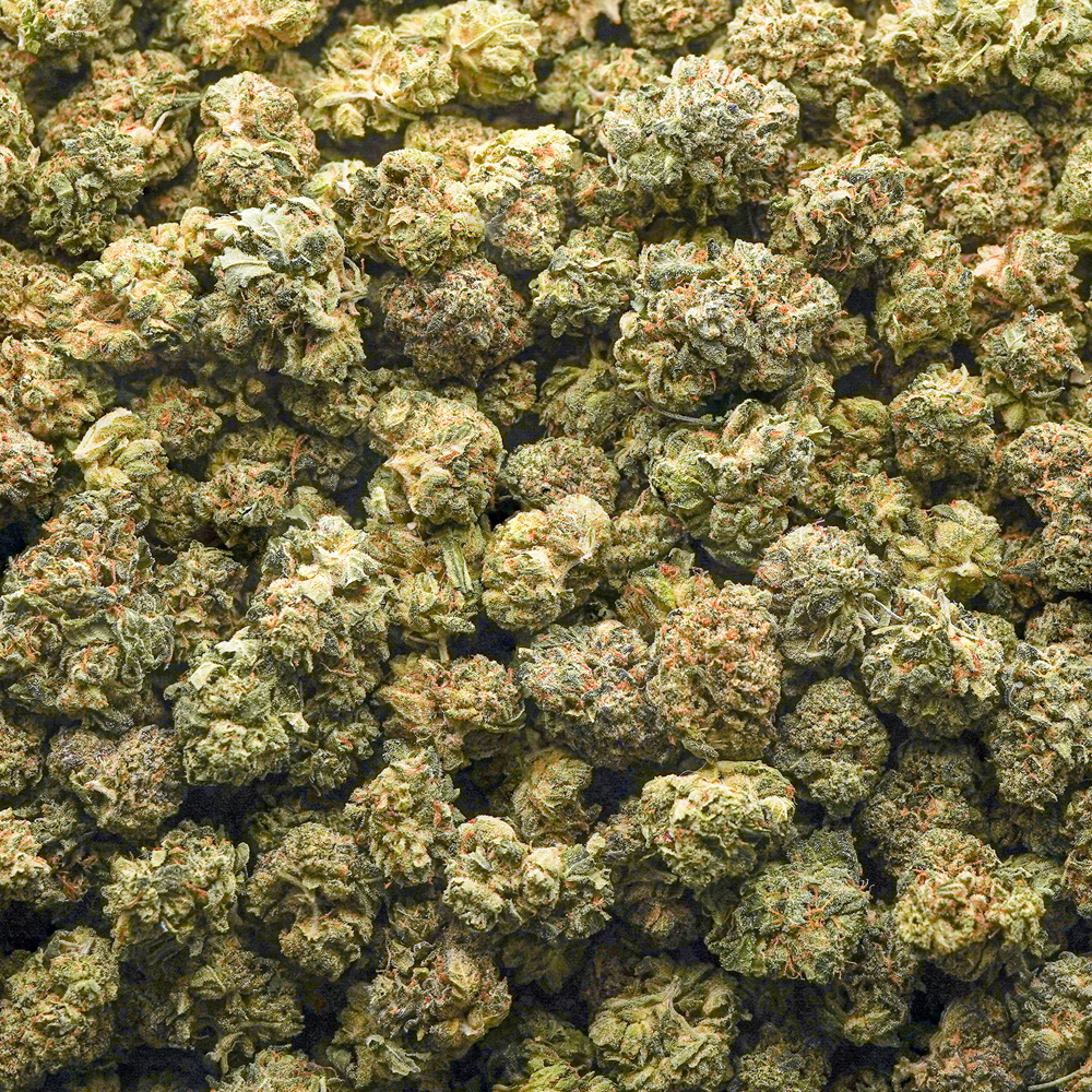buy-weed-online-dispensary-critical-kush-aa-popcorn-wholesale