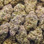 Purple Dream AA - Hybrid - Image 3