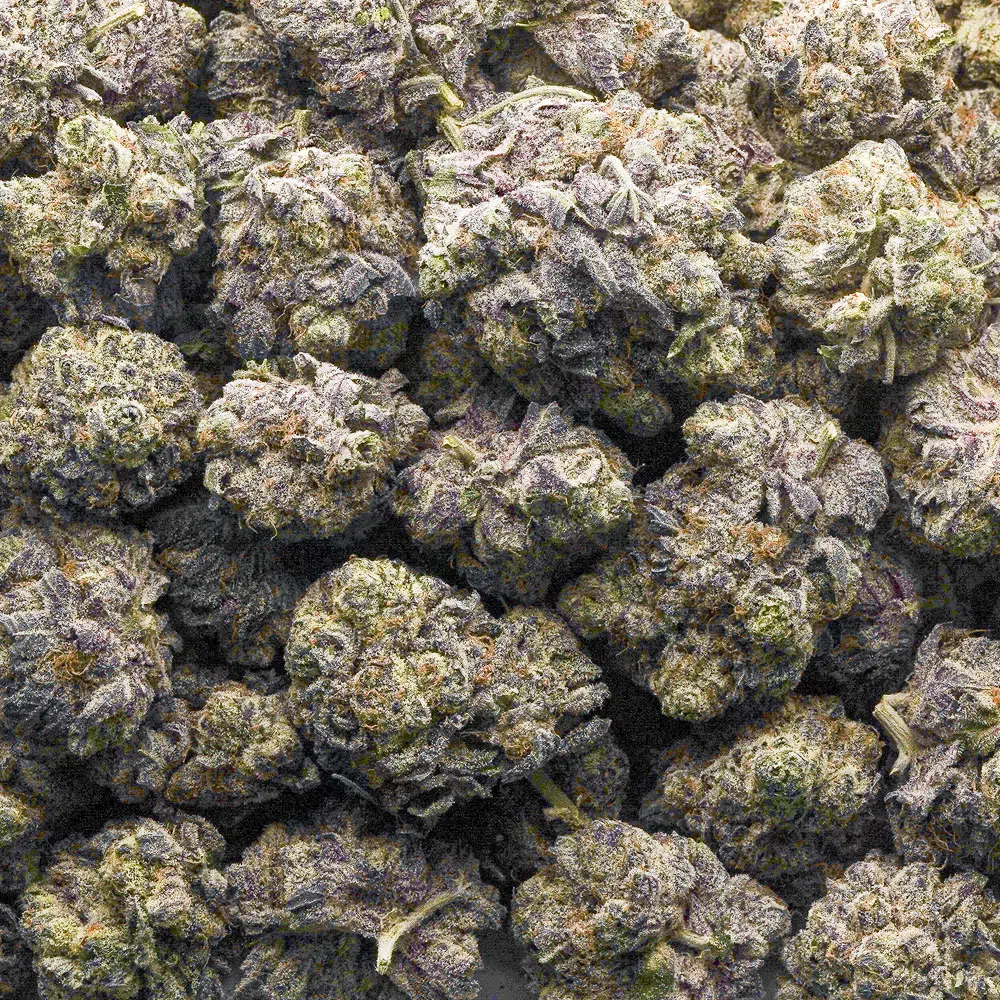 buy-weed-online-dispensary-purple-fanta-craft-wholesale