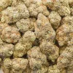 Shirley Temple AAA - Indica - Image 3