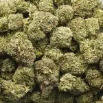 Citrique AA - Sativa - Image 3