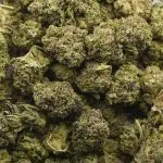 Wholesale - Green Goo - A