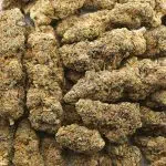 Mango Lemonade AA - Indica - Image 3