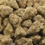 Unicorn Haze AA - Hybrid - Image 3