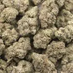 Frosted Gumbo AAAA - Indica - Image 3