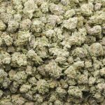 Gorilla Snacks Craft Popcorn - Hybrid