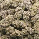 Wholesale - Pink Rockstar - AAAA