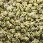 Zombie Death Fuck AAAA Popcorn - Hybrid