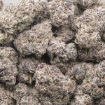 Purple Octane Craft - Indica - Image 3