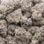 Wholesale - Purple Octane - Craft