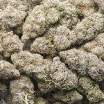 Wholesale - Blackberry Kush - AAAA