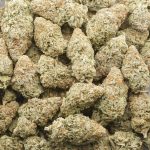 Hash Plant AAA - Indica - Image 3