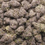 Huckleberry AAAA - Hybrid - Image 3