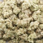 Wholesale - Shark OG - AAAA