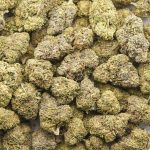 Wholesale - Class Clown - A