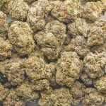 Wholesale - Comatose Og - AA