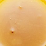 Sauce - Bobby Wild - Indica