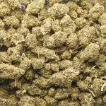 Wholesale - Hubba Bubba Kush - A