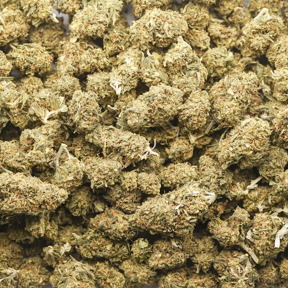 buy-weed-online-dispensary-hubba-bubba-kush-a-wholesale Wholesale - Hubba Bubba Kush - A - Image 1