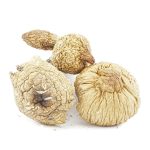 Wholesale Shrooms - Blue Mexi - Image 2