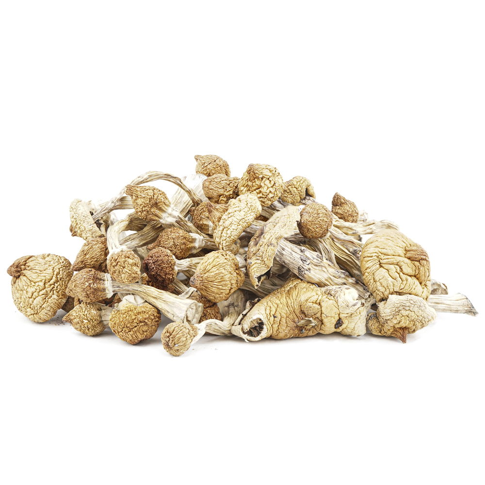 Wholesale Shrooms – Blue Mexi