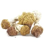 Wholesale Shrooms - Dancing Tiger - Image 2