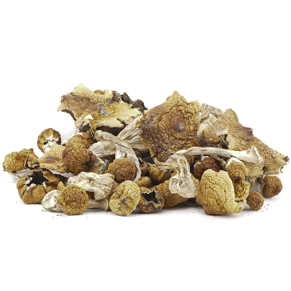 buy-weed-online-dispensary-magic-mushrooms-dancing-tiger-wholesale Wholesale Shrooms - Dancing Tiger - Image 1