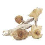 Shrooms - Great White Monsters