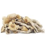 Shrooms - Great White Monsters - Image 2
