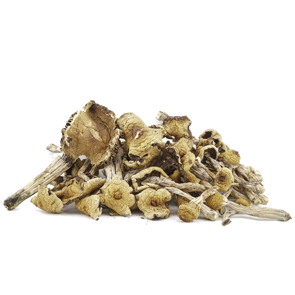 Wholesale Shrooms – Mazapatec