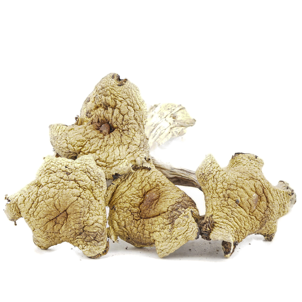 Shrooms – Mazapatec