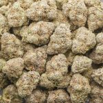 Banana Cream Cake AAAA - Indica - Image 3