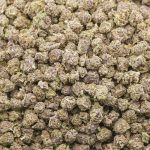 Wholesale Popcorn - Buckeye Purple - AAAA