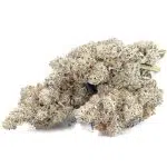 Galactic Death Star AAAA - Indica - Image 2